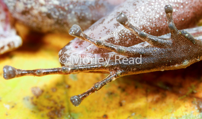 Pristimantis lanthanites