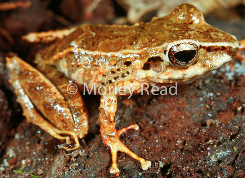 Pristimantis lanthanites