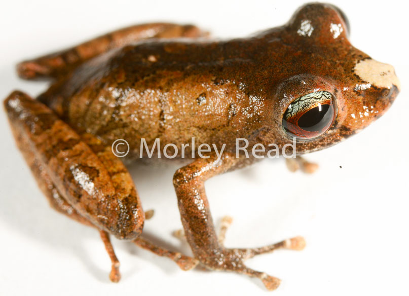 Pristimantis librarius