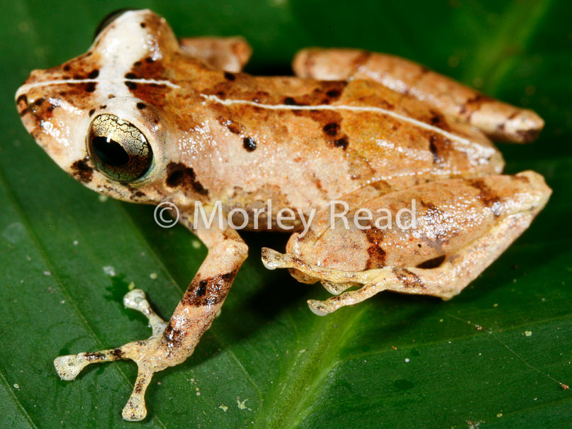 Pristimantis martiae