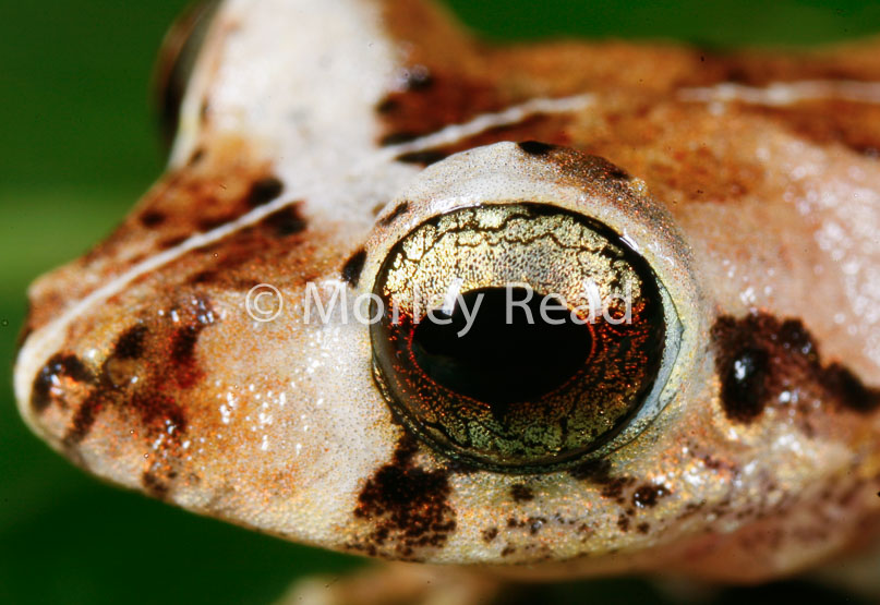 Pristimantis martiae