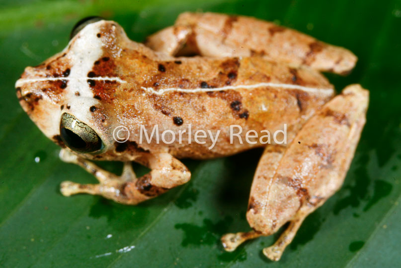 Pristimantis martiae