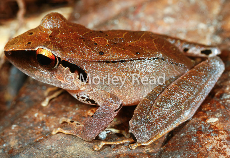 Pristimantis peruvianus