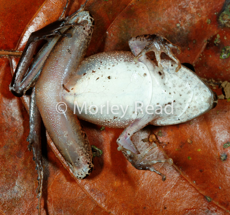 Pristimantis peruvianus