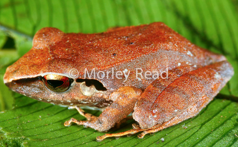 Pristimantis peruvianus