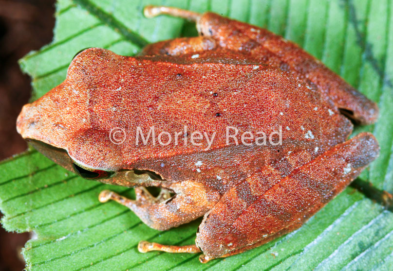 Pristimantis peruvianus