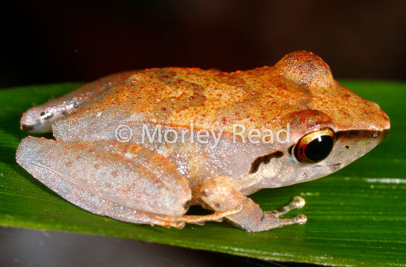 Pristimantis peruvianus
