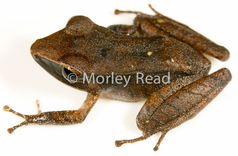 Pristimantis peruvianus