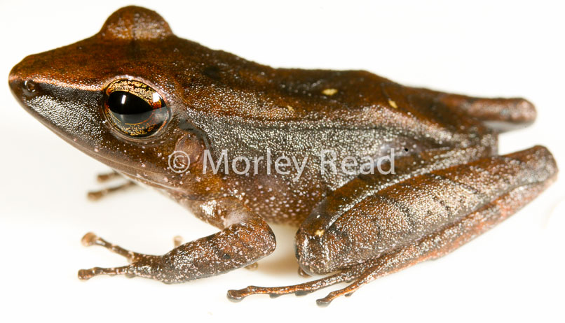 Pristimantis peruvianus