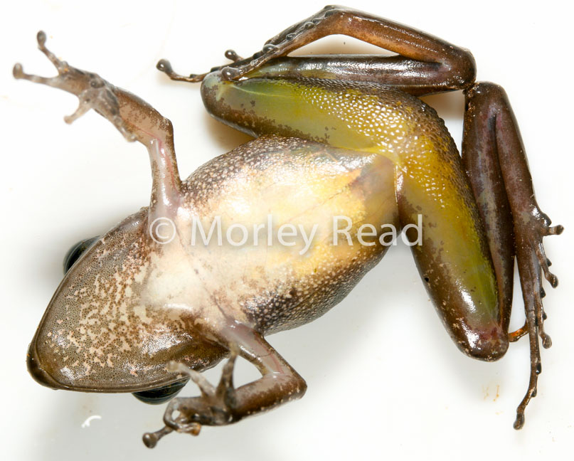 Pristimantis peruvianus