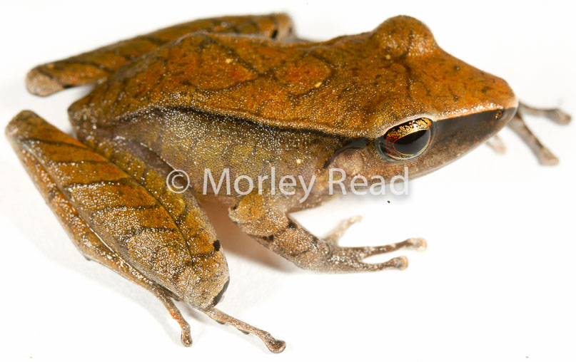 Pristimantis peruvianus
