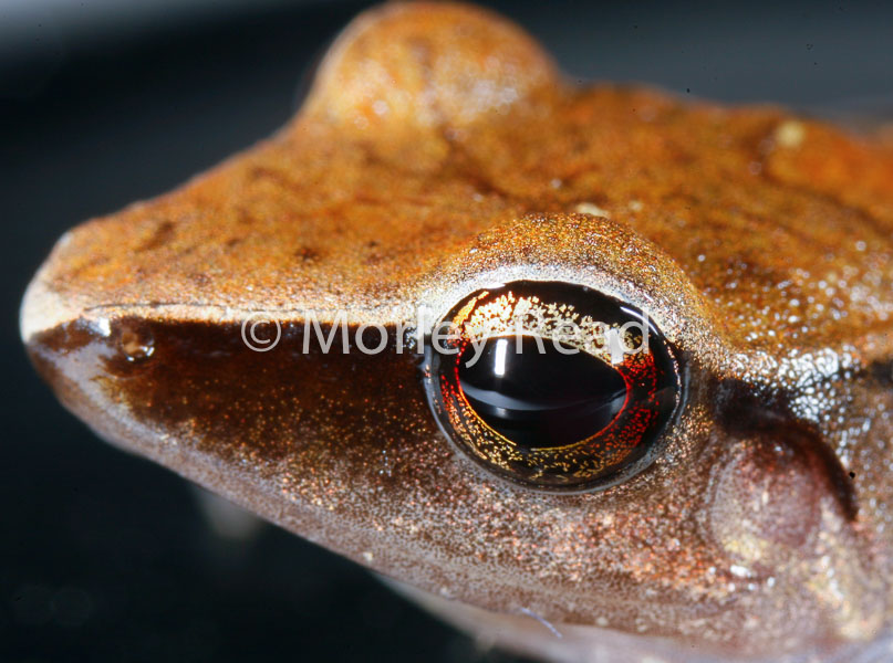 Pristimantis peruvianus