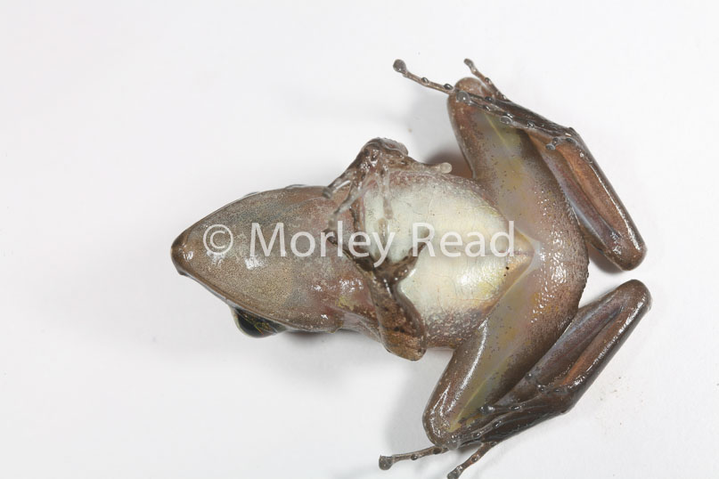 Pristimantis peruvianus