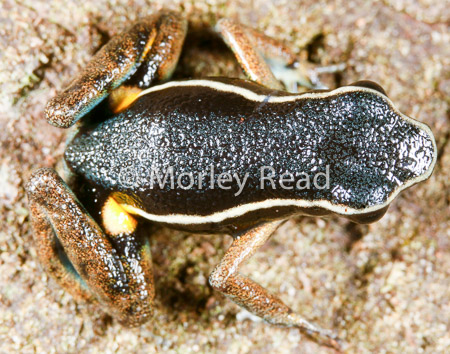 Ameerega picta