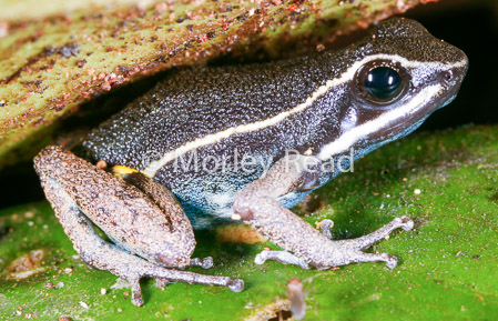 Ameerega picta