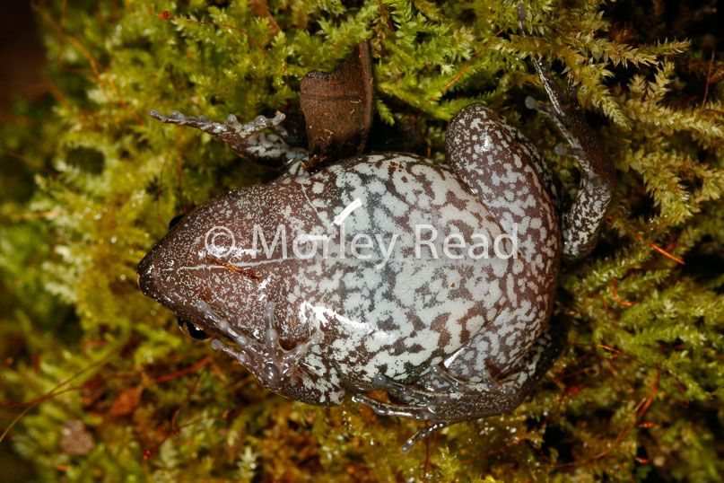 Hamptophryne boliviana