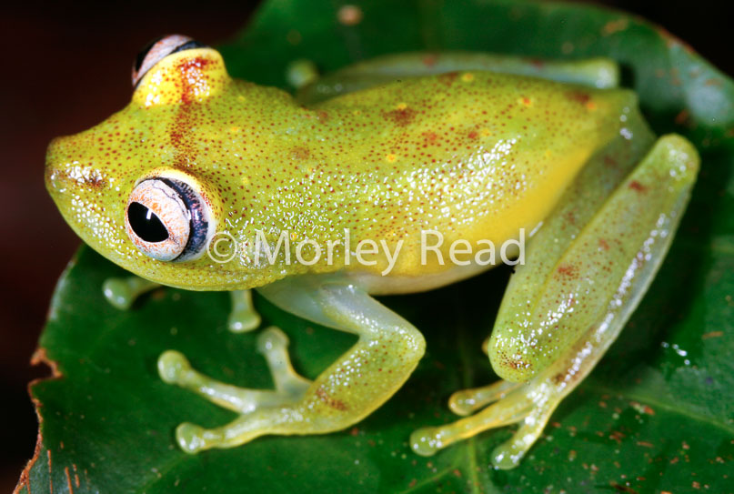 Hypsiboas cinerascens