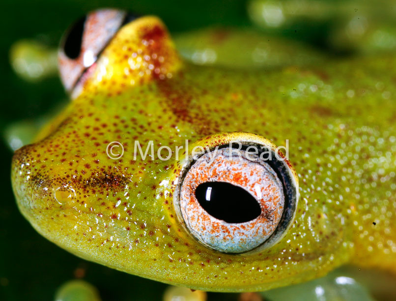 Hypsiboas cinerascens