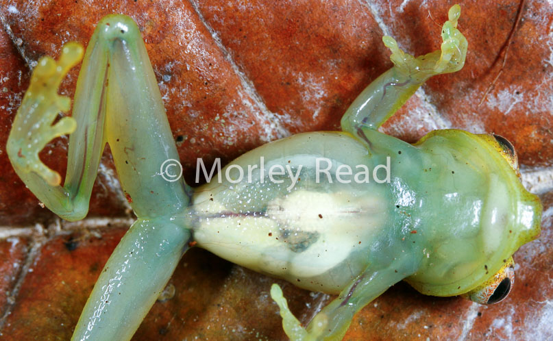 Hypsiboas cinerascens