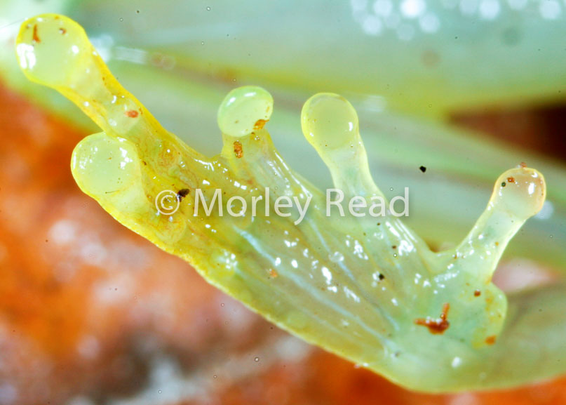 Hypsiboas cinerascens