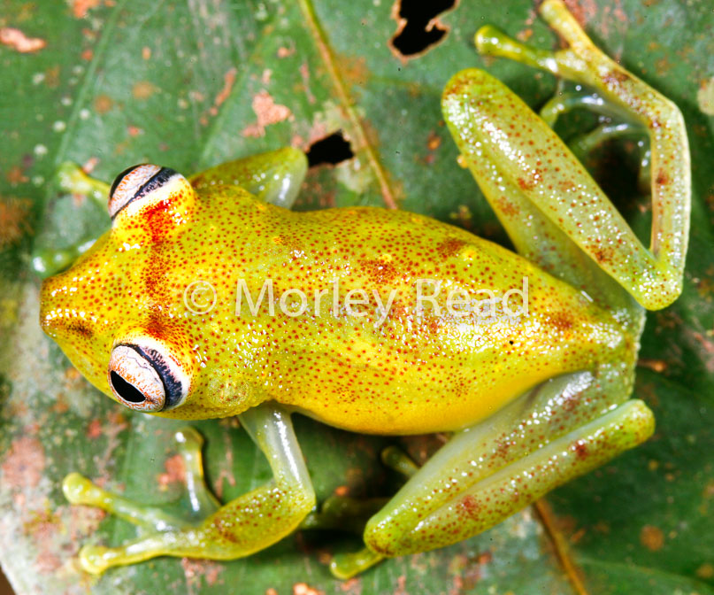 Hypsiboas cinerascens