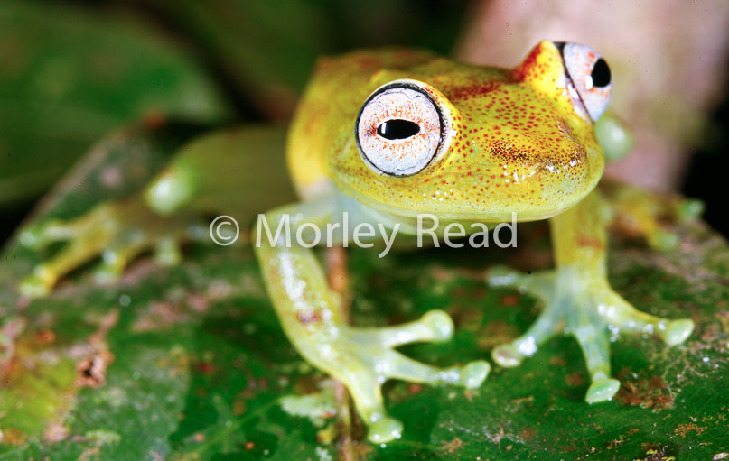 Hypsiboas cinerascens