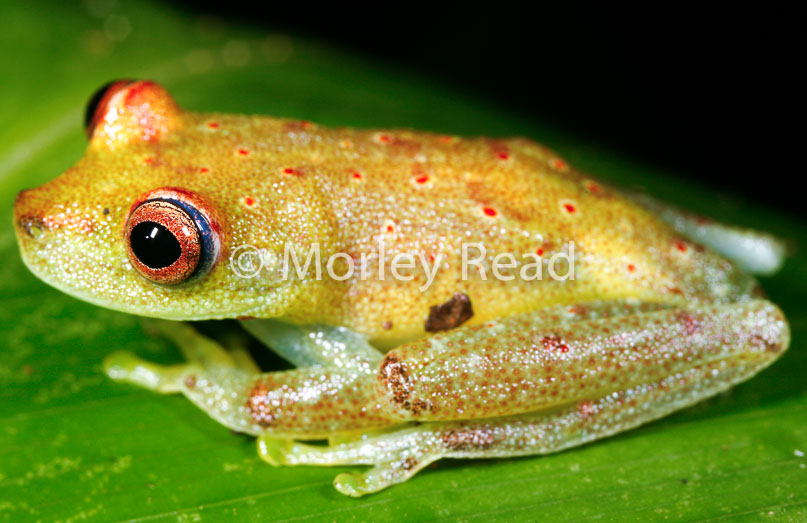 Hypsiboas cinerascens