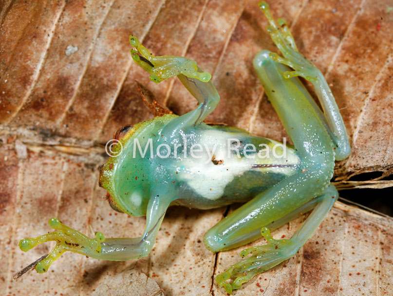 Hypsiboas cinerascens