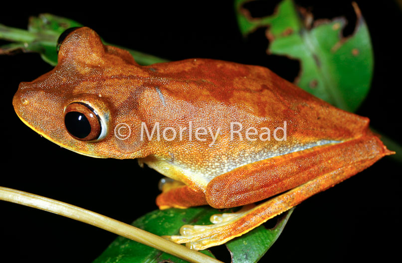 Hypsiboas geographicus