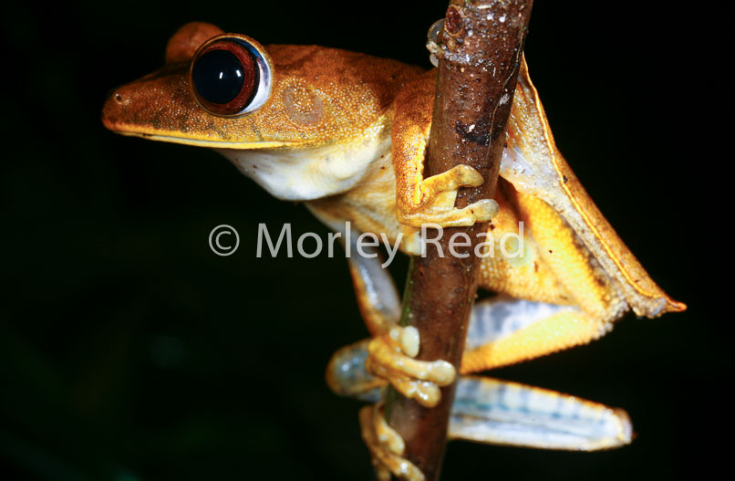 Hypsiboas geographicus
