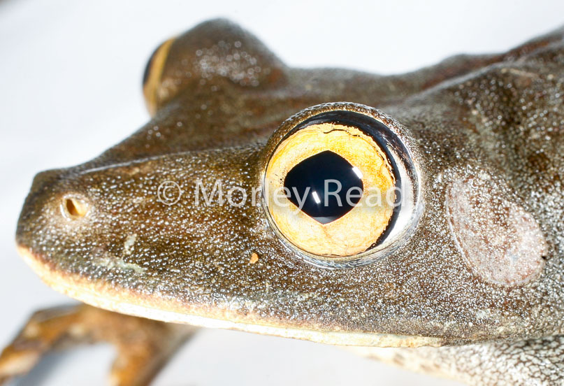 Hypsiboas geographicus