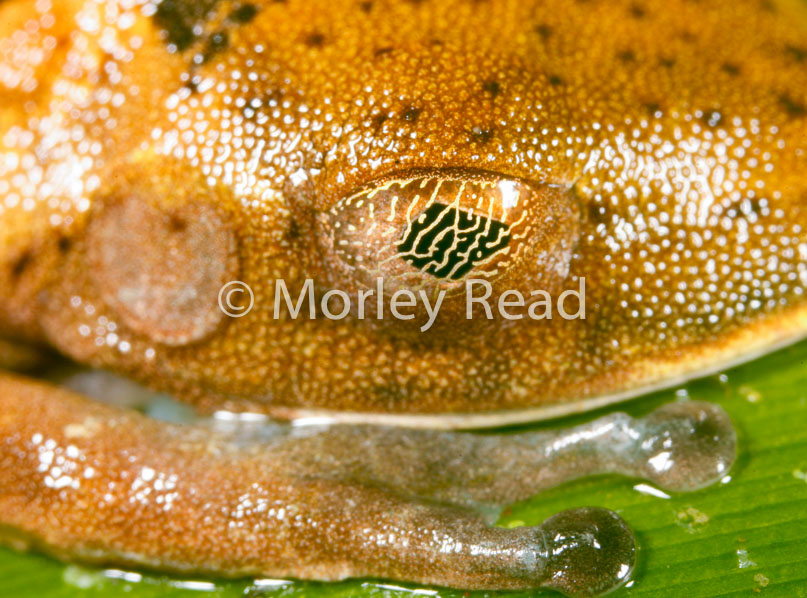 Hypsiboas geographicus