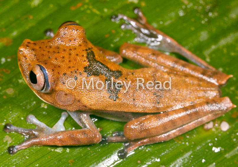 Hypsiboas geographicus