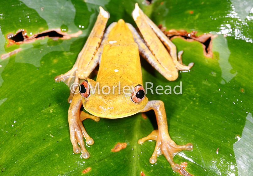 Hypsiboas geographicus