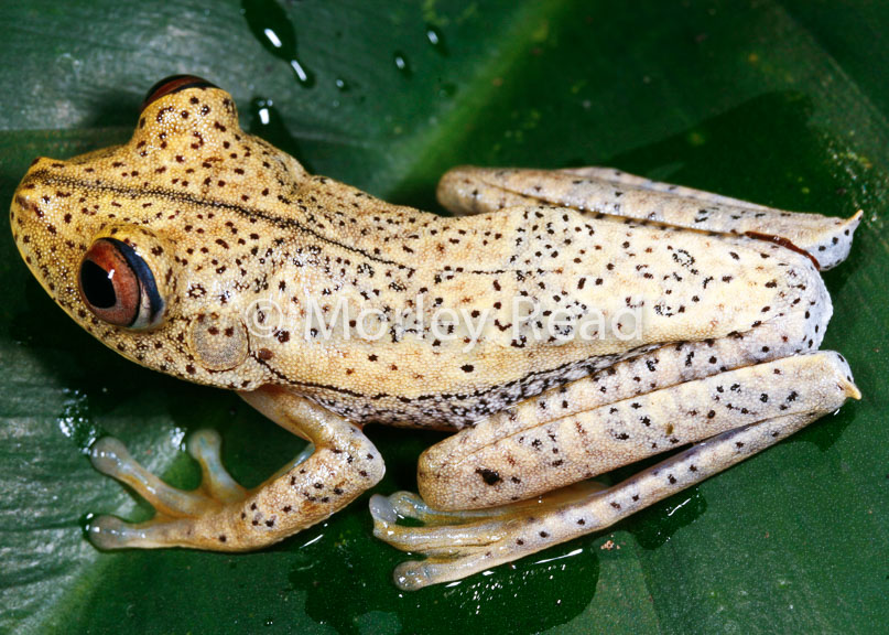 Hypsiboas geographicus