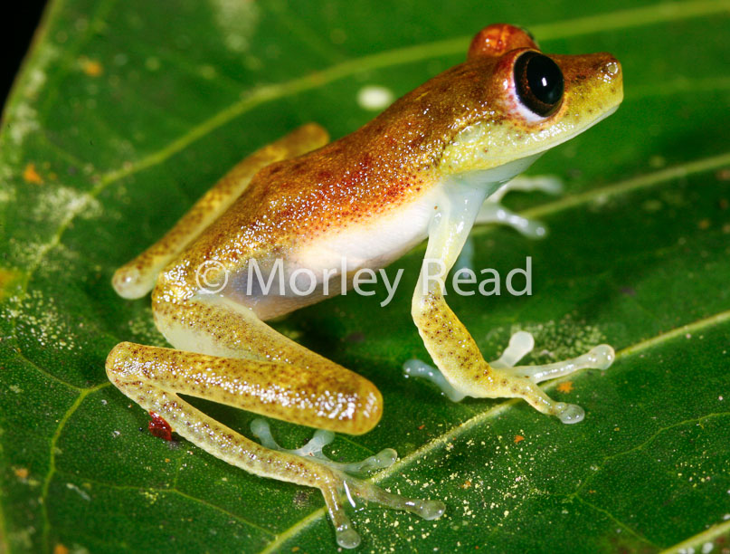 Hypsiboas nympha