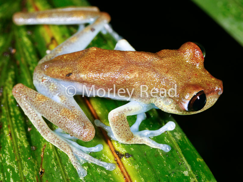 Hypsiboas nympha