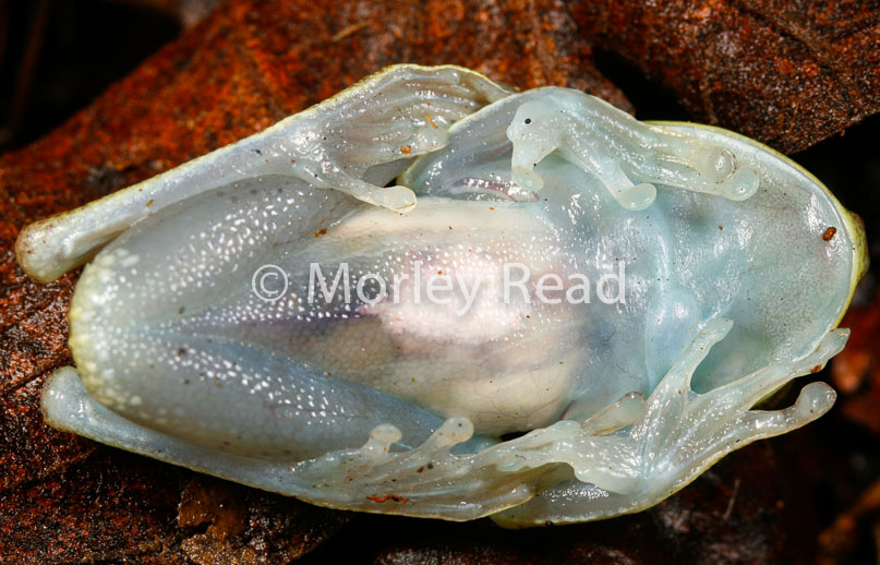 Hypsiboas nympha