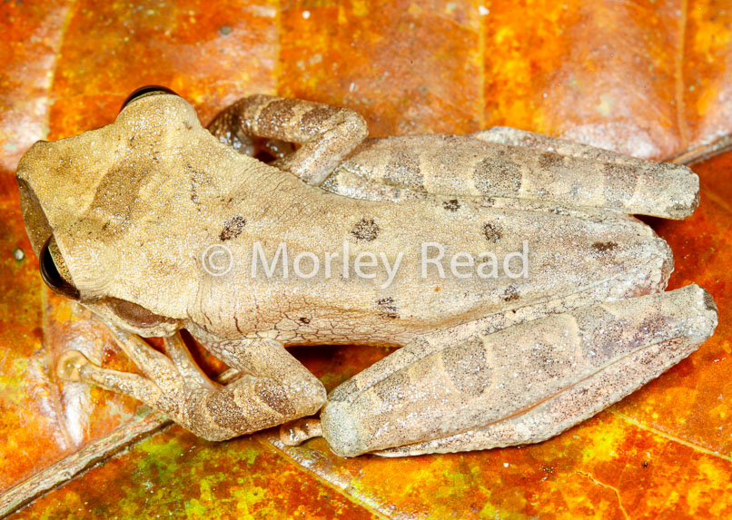 Osteocephalus yasuni