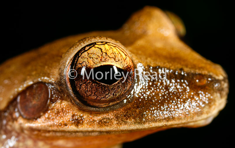 Osteocephalus yasuni