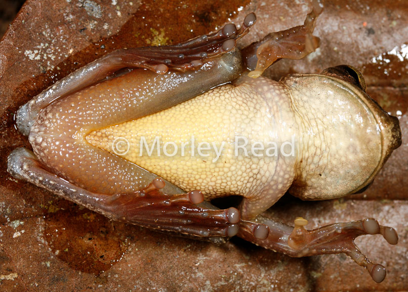 Osteocephalus yasuni