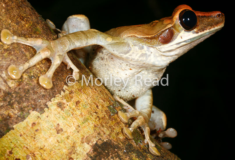 Osteocephalus yasuni