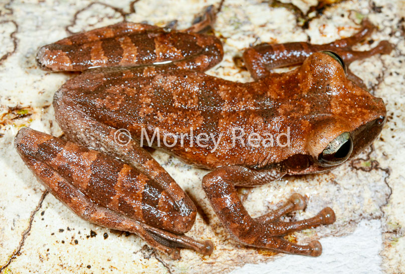 Osteocephalus yasuni