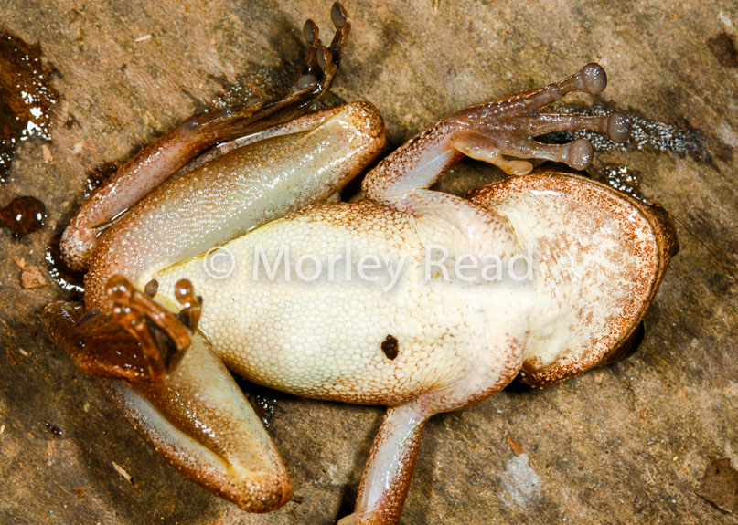 Osteocephalus yasuni