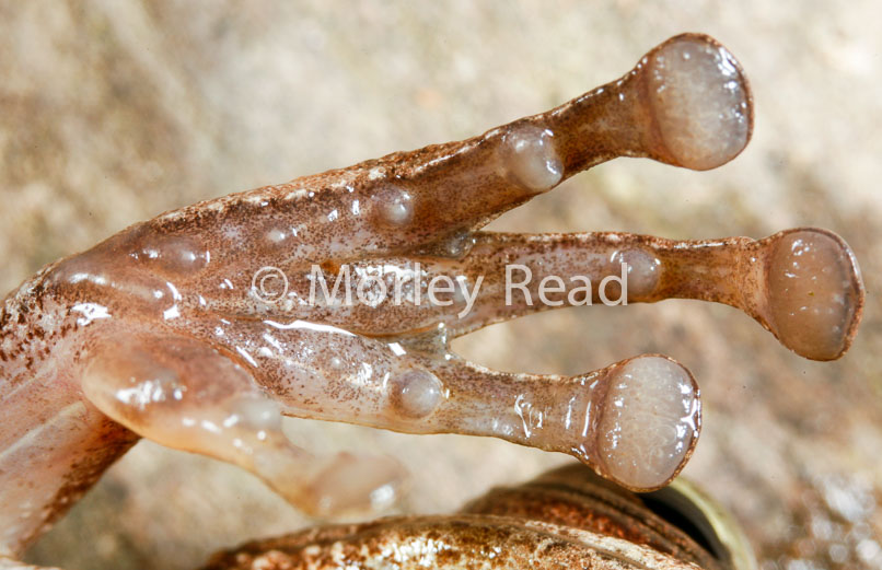 Osteocephalus yasuni