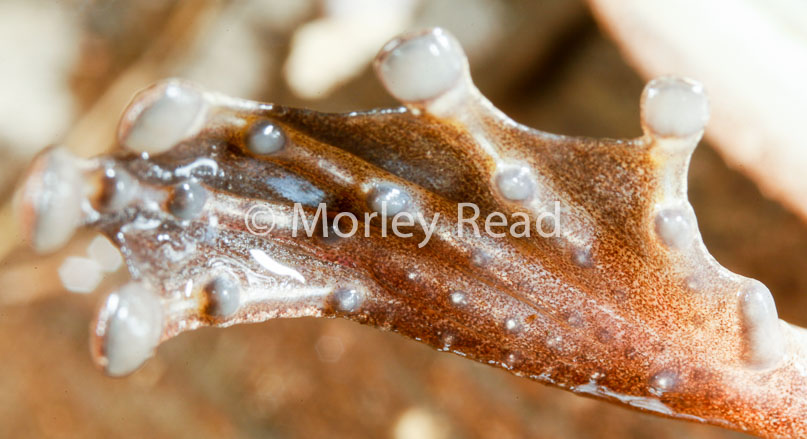 Osteocephalus yasuni