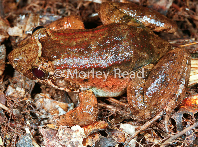 Leptodactylus wagneri