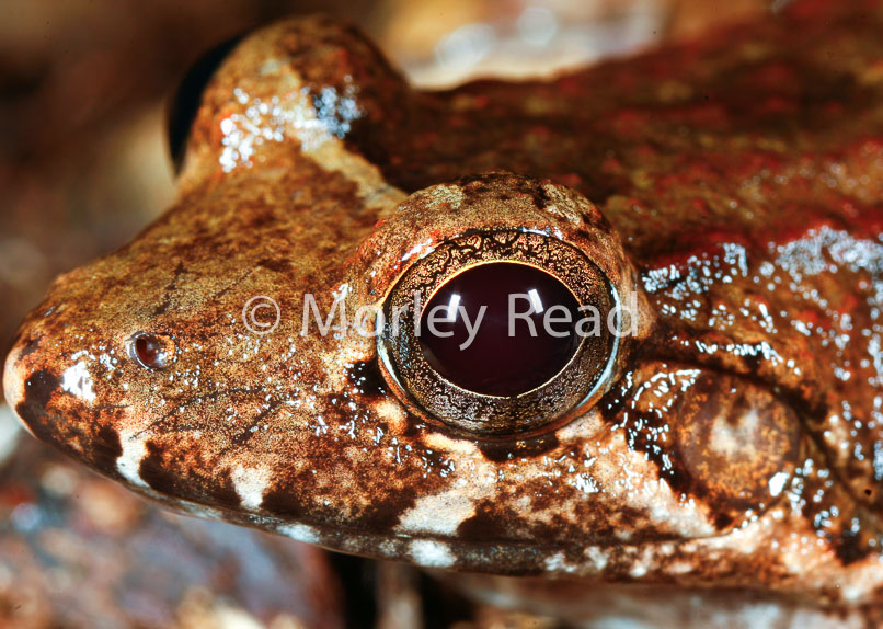 Leptodactylus wagneri