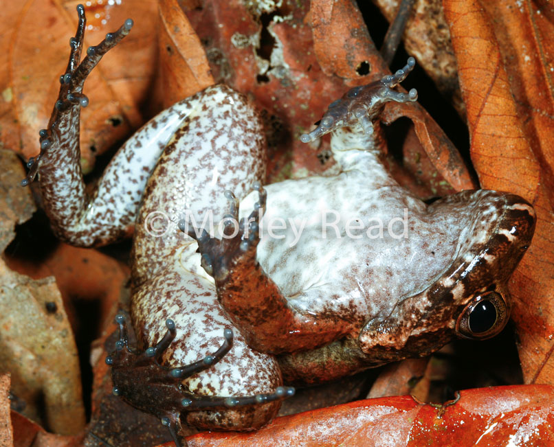 Leptodactylus wagneri