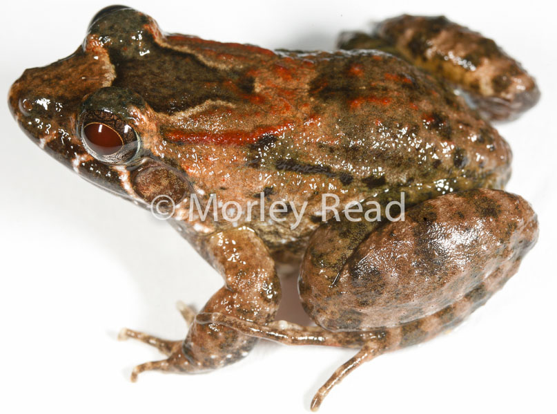 Leptodactylus wagneri